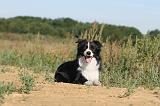 BORDER COLLIE 296